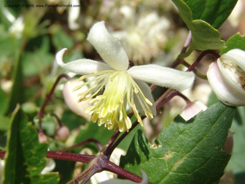 Clematis brachiata--So.Africa. E. Cape. R58 SE of Lady Grey. 10 Mch 05. 057.jpg