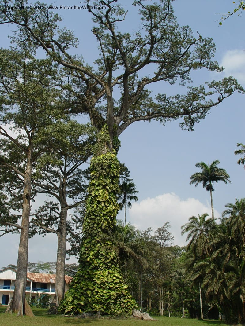 Ceiba pentandra--Ghana. Aburi Botanic Garden. 10 Dec 03. 141.jpg