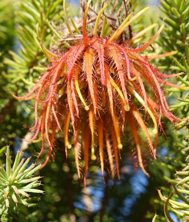 Darwinia, Davidson, C 13419A--Australia. W.A. Tootbardie Rd.-Coorow Rd. 23 Oct 2016. DSC04758 (39).JPG