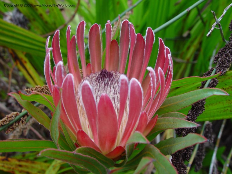 Protea burchellii. 96.0092--CA. UC Berkeley Bot. Gard. 11 Feb 03. 057.jpg
