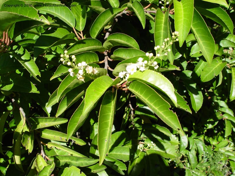 Prunus lusitanica v. azorica--CA. Strybing Arb. 26 Oct 03. 124.jpg
