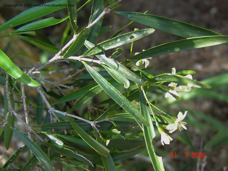 Coptosperma, Rogers, Z 925-Madagascar, Berenty, 21 Jan 2006 100 (6).jpg
