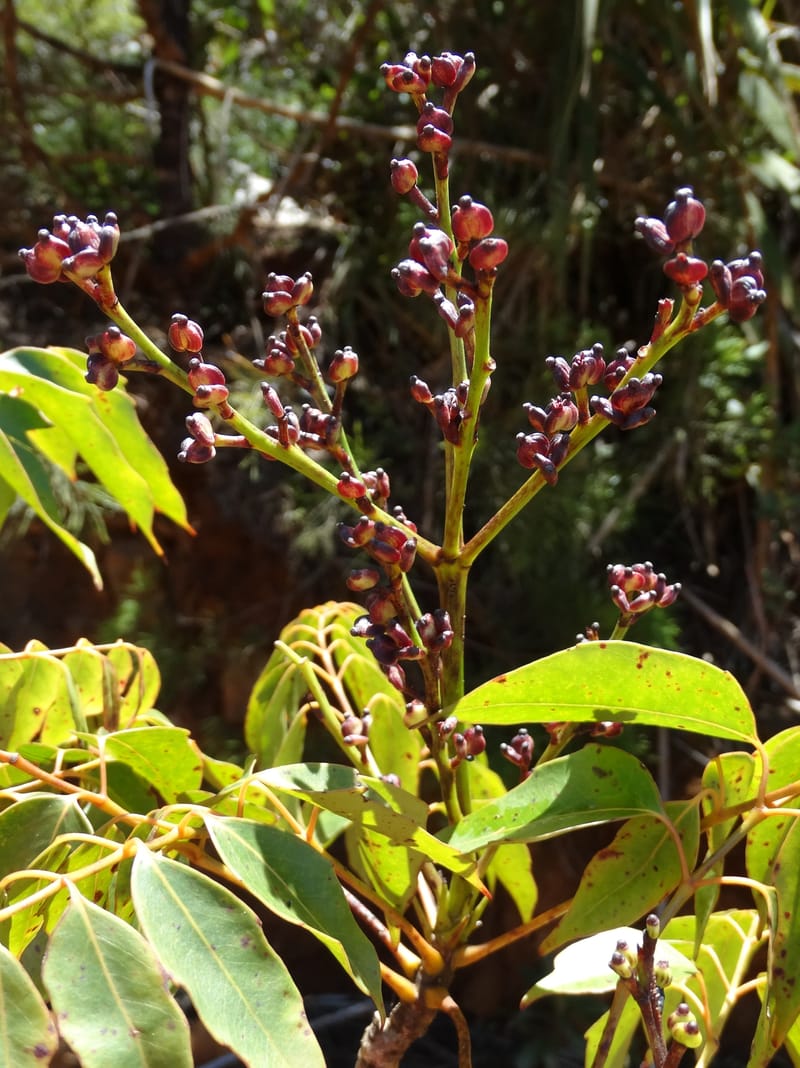 Polyscias, Lowry, P 7417--New Caledonia. PinPin. 20 Nov 2015. DSC03938 (165).JPG