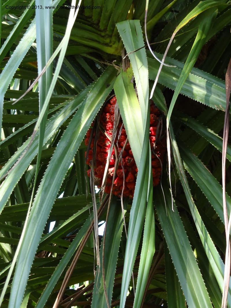 Pandanus odorifer, Callmander 1017--Malaysia, Sarawak. Bako Nat. Park. Beach. 31 Mar 2012. DSC06362 (12).JPG