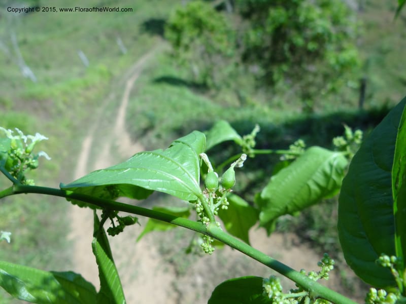 Celtis iguanea, Hammel 26117--Costa Rica. Ranchos Tinamu. 4 Mar 2012. DSC03937 (140).JPG