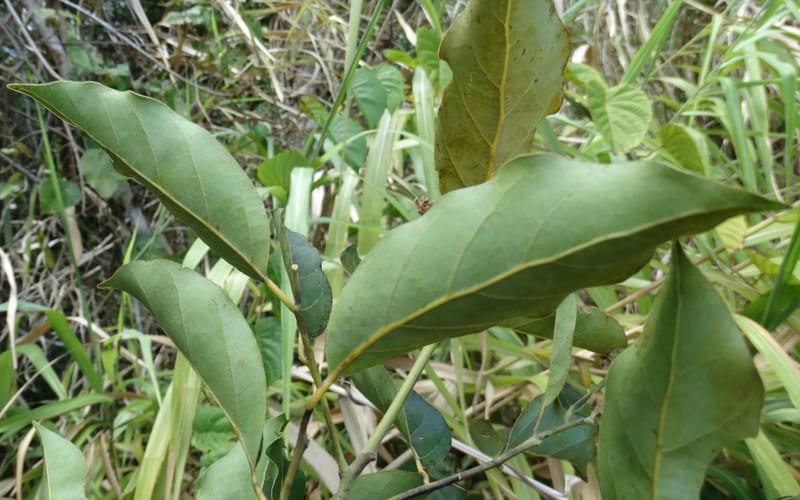 Cryptocarya, Lowry, P 7340--Fiji. Vesidrua Vill. 5 Nov 2015. DSC09215 (122).JPG