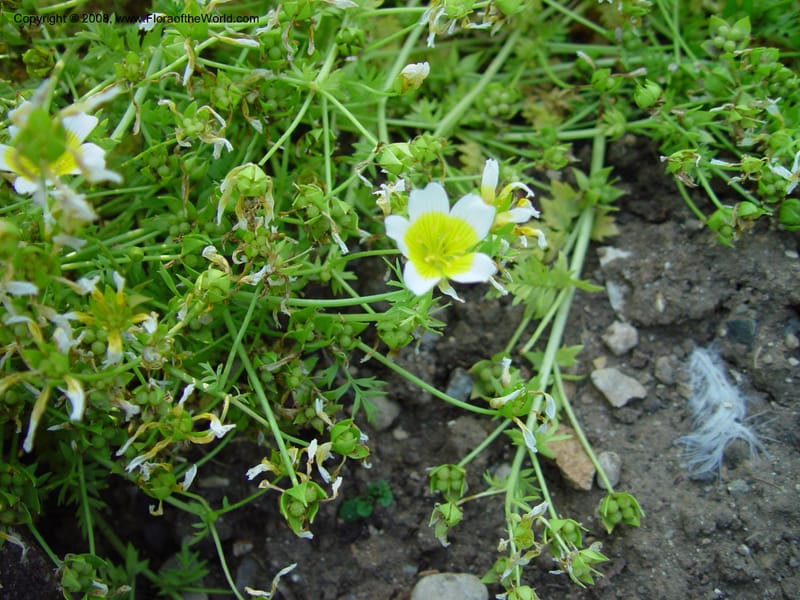 Limnanthes douglasii--France. Paris. Jardin des Plantes. 30 May 03. 010.jpg