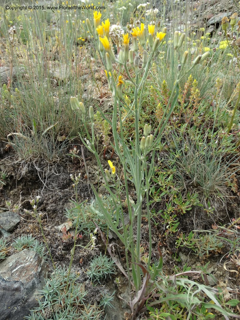 Crepis atribarba, Davidson, C 12597--ID. Idaho Co. Seven Devils Camp Ground. 15 Jul 2014. DSC00113 (300).JPG