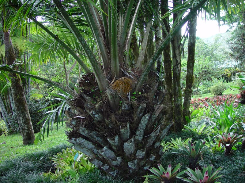 Elaeis guineensis--Costa Rica. Wilson Garden. 25 Feb 02. 003.jpg
