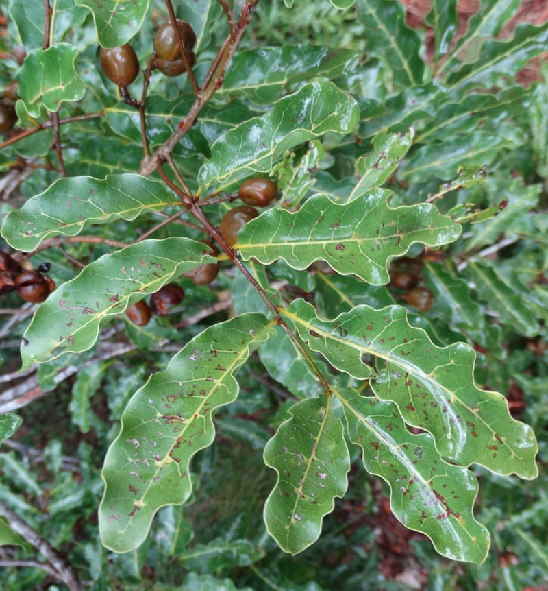Lepidocupania globosa, Lowry, P 7404--New Caledonia. Creek Hervouet. 19 Nov 2015. DSC03817 (90).JPG