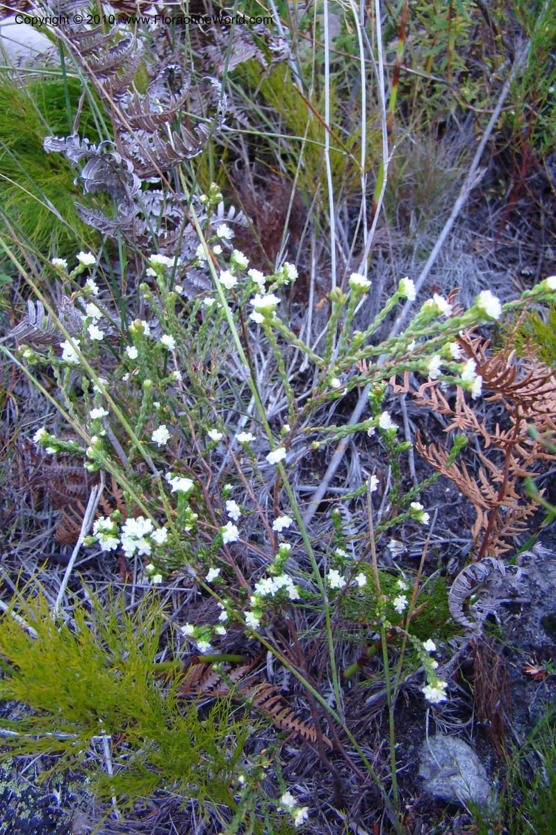 Lachnaea, C. Davidson 11498--South Africa. W. Cape. Korente River. 22 Aug 09. 344 (62).jpg
