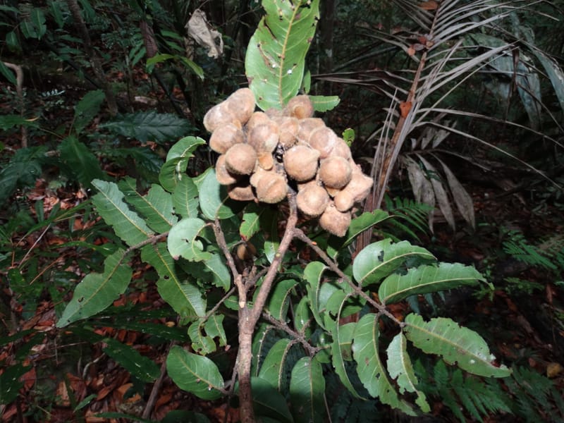Alectryon hirsutus, Munzinger, J 7420--New Caledonia. Foret du Koghi. 13 Fri 2015. DSC02196 (153).JPG