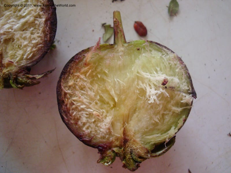 Strasburgeria robusta, Munzinger, J 4877--New Caledonia,  Dzumac, 20 Nov 2007, 28 (23).jpg
