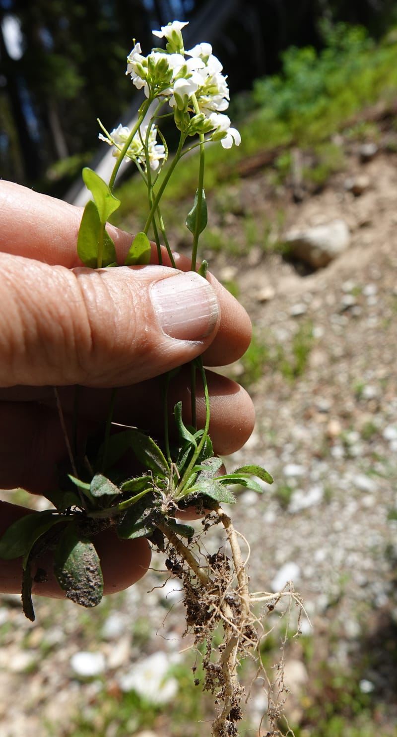 Arabis nuttallii, C. Davidson 14036--ID, Valley Co. Elkl Summit. 18 July 2019. DSC00995 (23).JPG