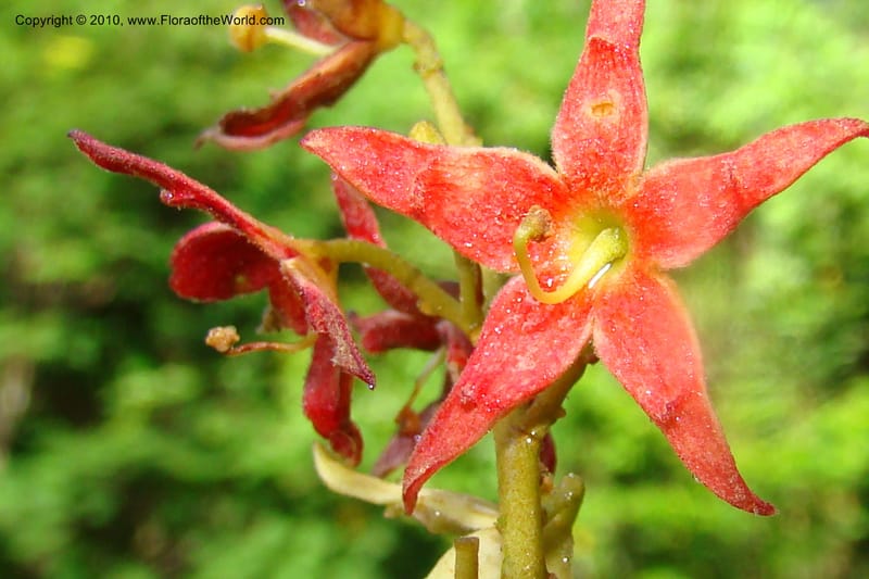 Sterculia villifera, Mori, 27339--French Guiana. Les Nouragues Station. 27 Oct 09. 034.jpg