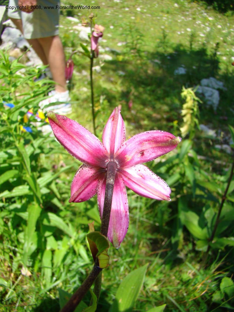 Lilium martagon, CDavidson11254--Slovenia. Gorenska Reg. Velika Planina. 6 Jul 08. 141.jpg