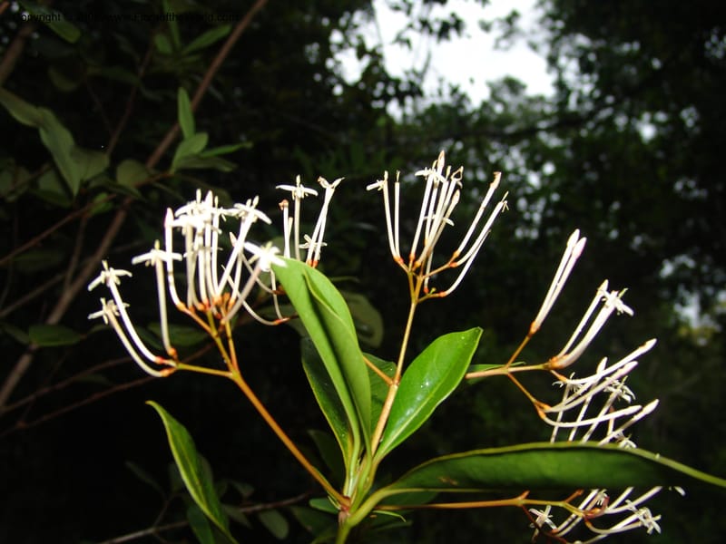 Ixora, ZRogers899--Madagascar. Prov. Toliar. Mandena Centr. Res Ecol. 19 Jan 06. 278.jpg