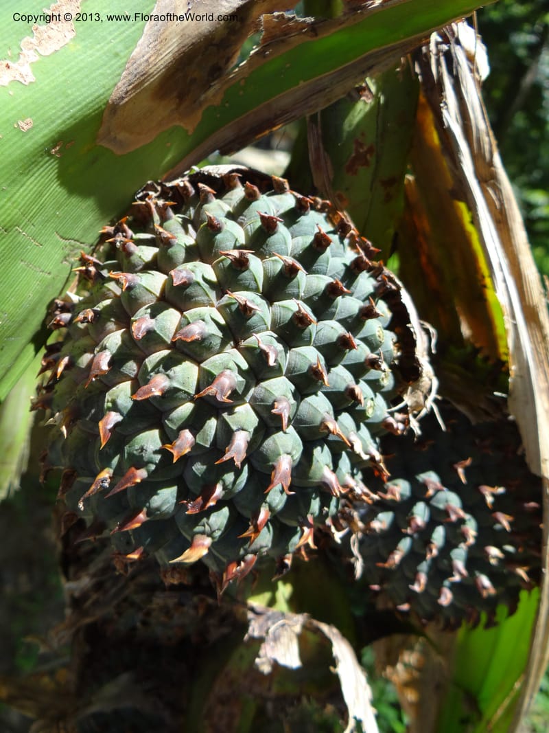 Pandanus unicornutus, Callmander 1050--Thailand. Ranong Prov. Klong Naka Wildlife Sanctuary. 14 Nov 2012. DSC09055 (235).JPG