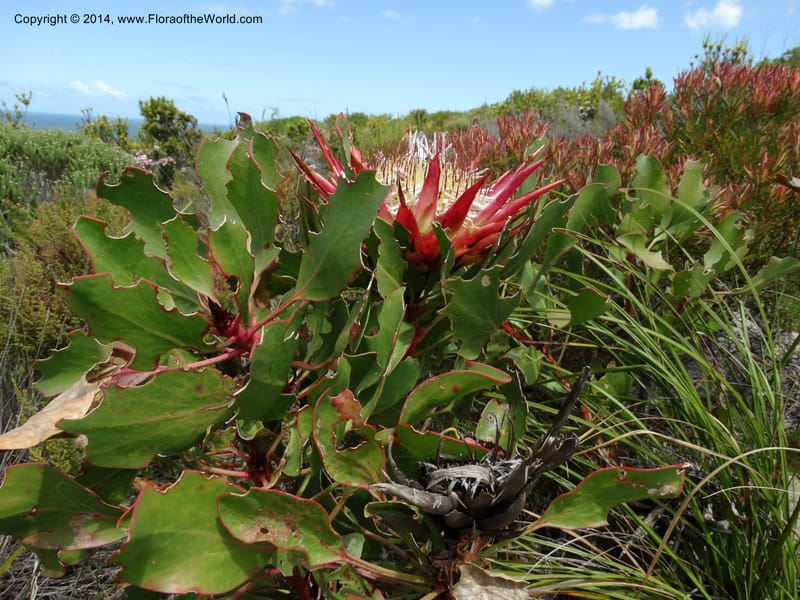 Protea cynaroides, Davidson, C 12315--South Africa. Western Cape. E. side, Fernkloof. 24 Jan 2014. DSC01799 (142).JPG