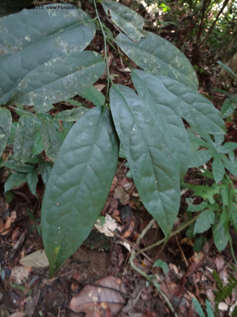 Anaxagorea, VC 5656--Thailand. Trang. Khao Baan Thad. 17 Nov 2012. DSC00079 (53).JPG