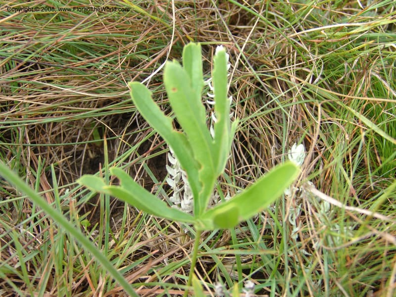 Berkheya--So.Africa. E. Cape. Waringham Farm, Quanti Area, Stut. 8 Mch 05. 399.jpg