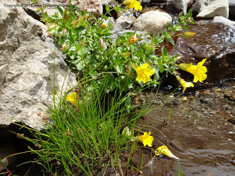 Mimulus, WDS 34226--Chile. Cta 115. 11.5 km W of La Laguna. 22 Feb 2013. DSC02736 (1).JPG