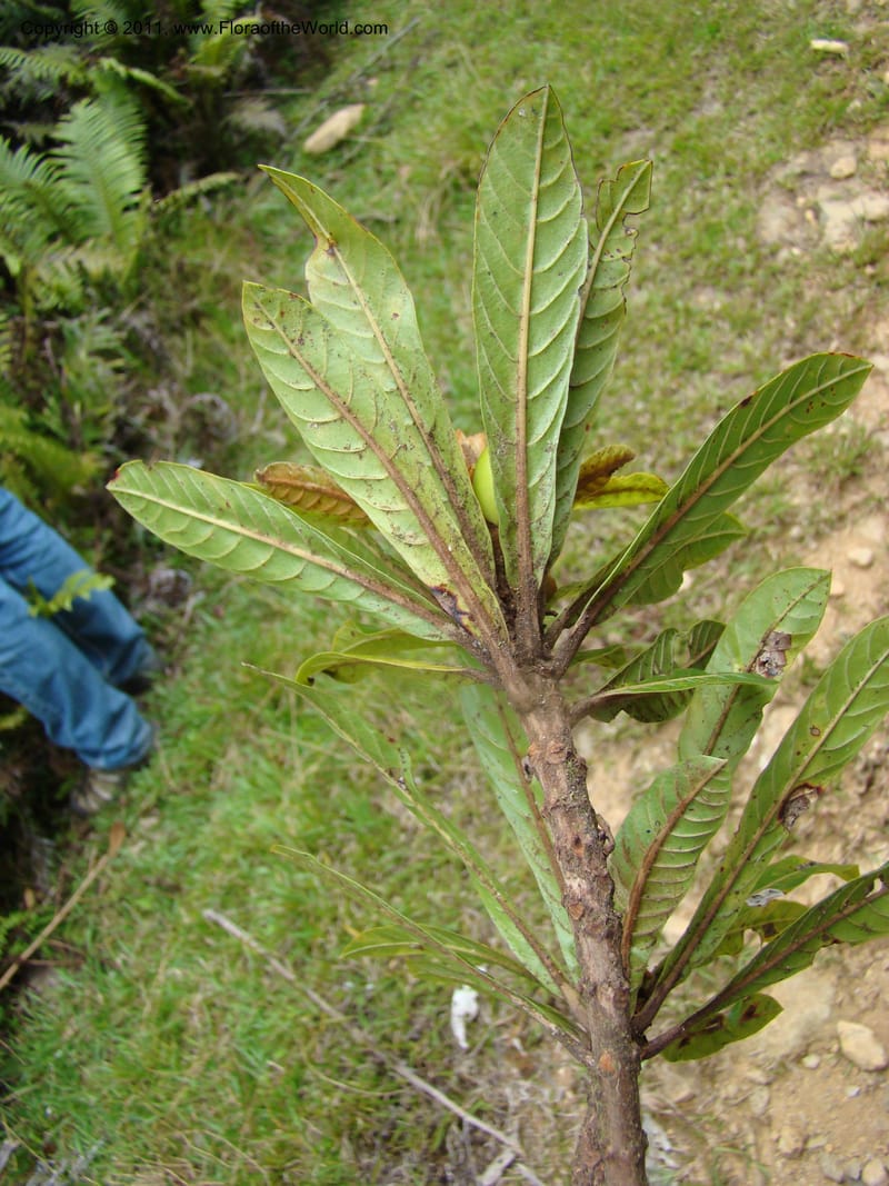 Beccariella rubicunda,  Munzinger, J 4804--New Caledonia, Aoupinie, 15 ov 2007  372 (4).jpg