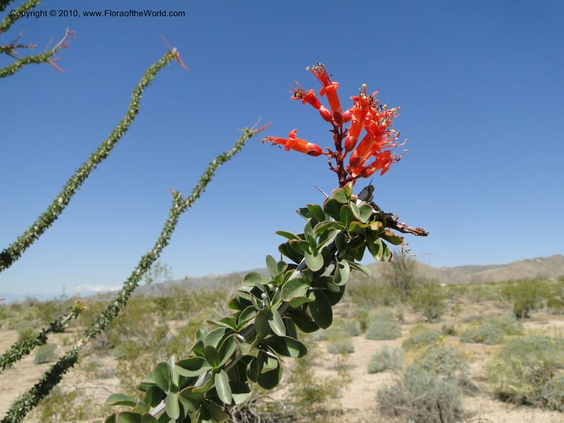 Fouquieria splendens, C. Davidson 11646--California. Riverside Co. 1 April 2010. 181 (6).jpg