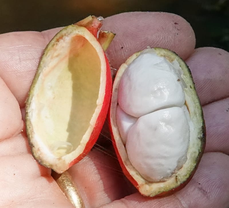 Cola cauliflora, C. Davidson 13947--Gabon. Maurel & Prom rd. Afternoon. 2 Nov. 2018. DSC01682 (197).JPG