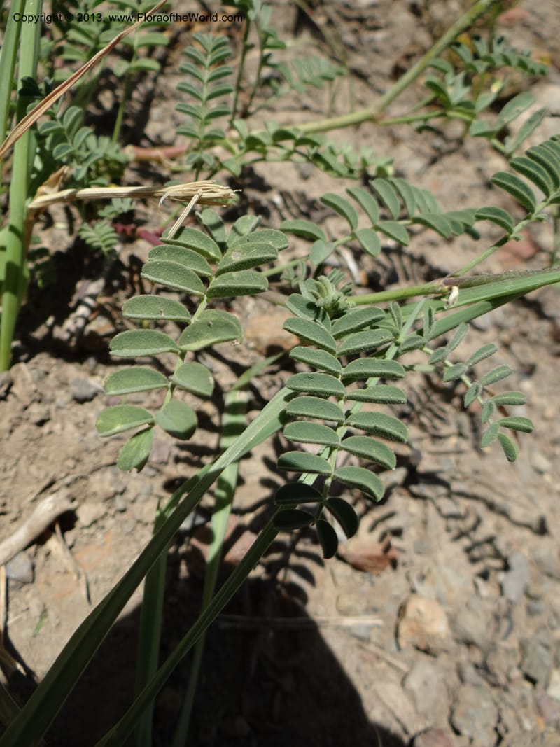 Adesmia, WDS 34191--Chile. Cta. 115. La Laguna. 22 Feb 2013. DSC02595 (70).JPG