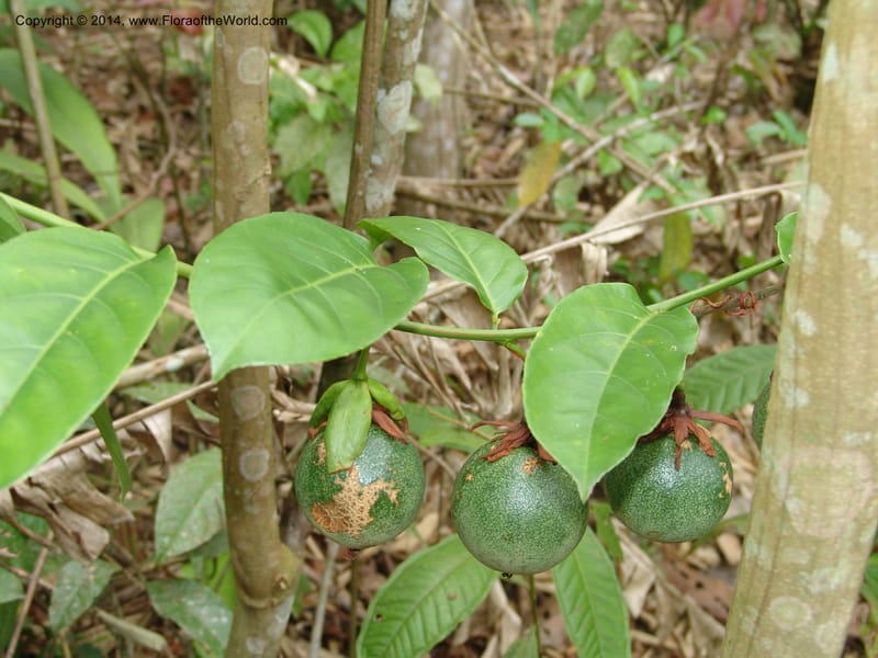 Passiflora edulis, Farfan 701--Peru. Edo. Madre de Dios. ACEER Res. Ctr. Pan de Arbol Trail. 19 Oct 05. 190 (2).jpg