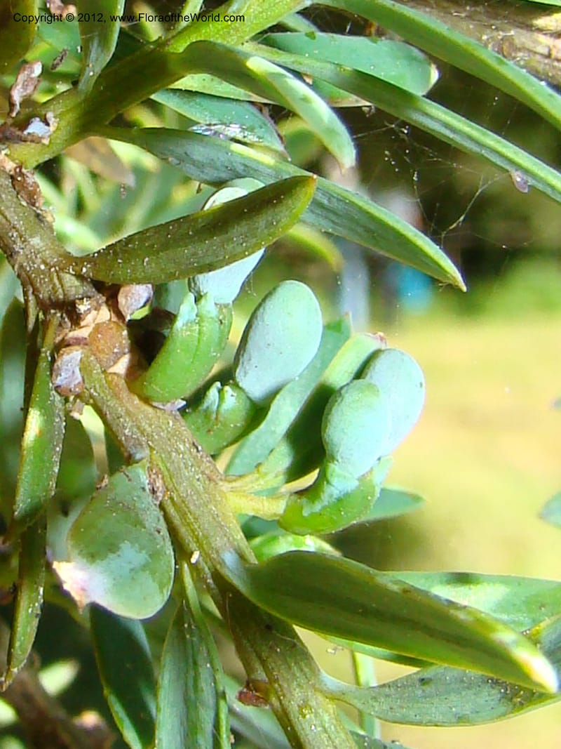 Podocarpus totora, C. Gemmill 646--New Zealand. Waikato Distr. Puke Moke Moke Res. 26 Nov 07. 138 (1).jpg