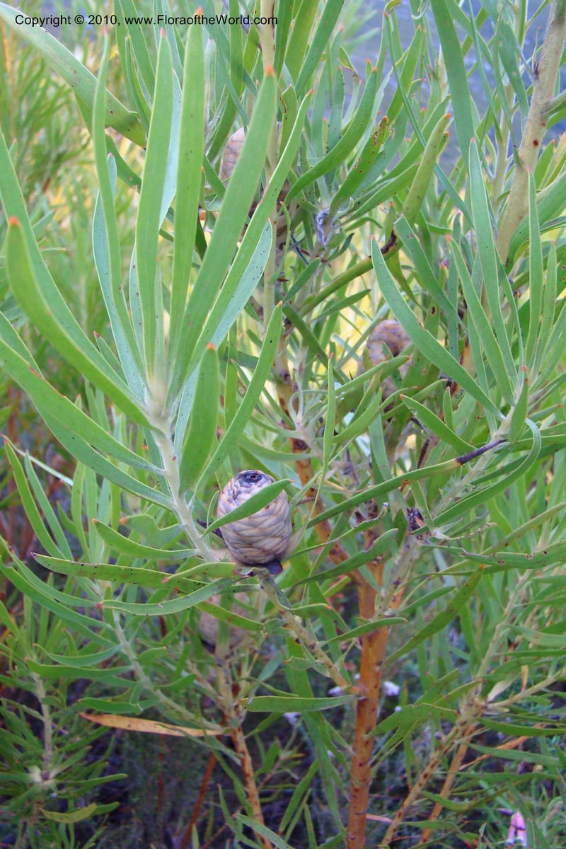 Leucadendron eucalyptifolium, C. Davidson 11495--South Africa. W. Cape. Korente River. 22 Aug 09. 344 (103).jpg