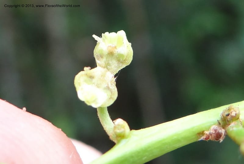 Trigonachras postardanjeisin, Buerki 338--Malaysia, Sabah. Tawai For. Res. 9 Apr 2012. DSC07890 (232).JPG
