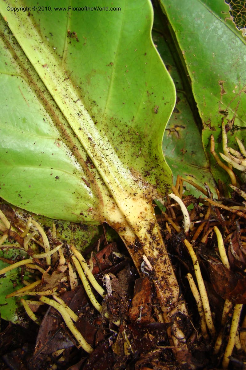 Anthurium, Vasquez 34815--Peru. Loreto. Dist. Nauta. Miraflores, Rio Tigre. 10 Nov 08. 042.jpg