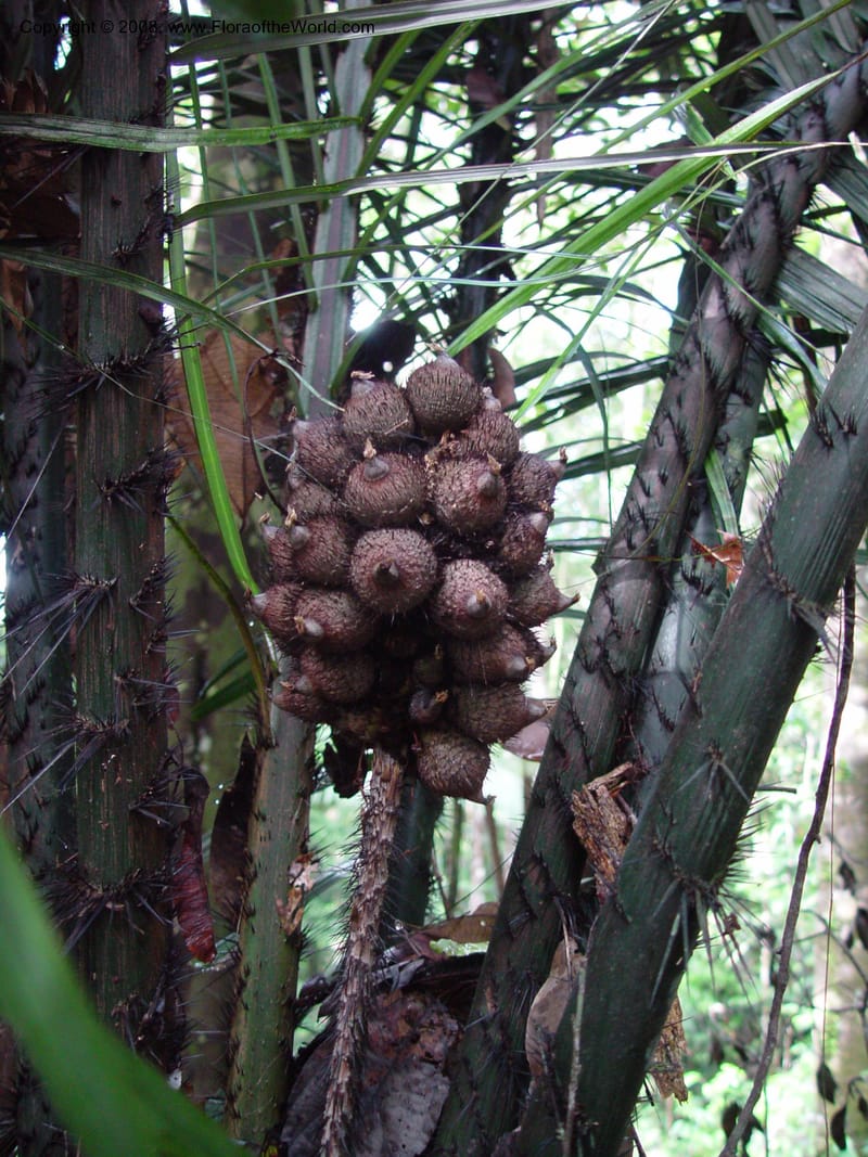 Astrocaryum sciophilum, not coll.--Fr. Guiana. Les Nouragues. 17 Mch 01. 002.jpg