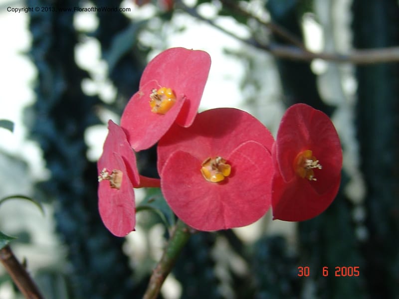 Euphorbia geroldii, Euphorbiaceae, Madagasdcar, Chicago-Garfield Conservatory 6-05 063.jpg