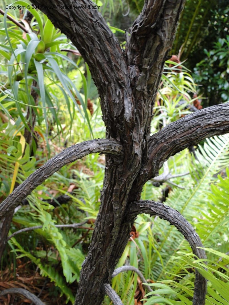 Richea dracophylla--Tasmania. Royal Tasmanian Botanical Garden. 26 Jan 2010. 2666 (11).JPG