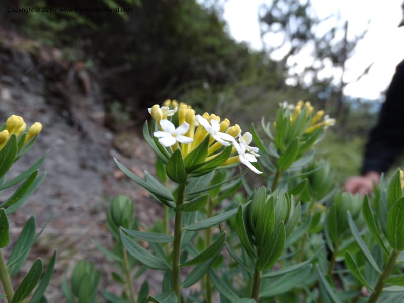 Stellera chamaejasme, Boufford, D 43621--China. Sichuan. Trail above MiYaLuo. 9 May 2014. DSC04904 (6).JPG