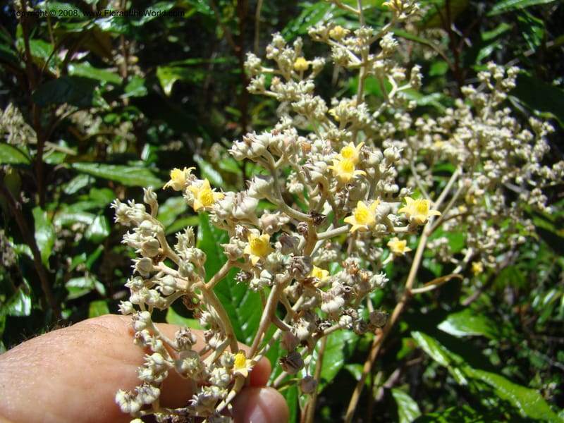 Argophyllum, JMunzinger4653--N.Caled. Dumbea Dam in Dumbea Riv, S of Noumea. 11 Nov 07. 196.jpg