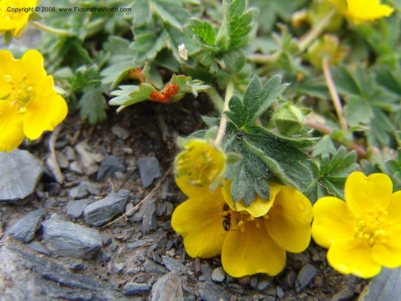 Potentilla--Georgia. Kazbeki . Trail-road to Sameba Church. 2 Jun 05. 402.jpg