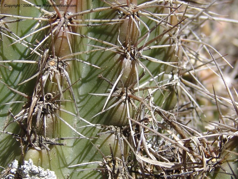 Trichocereus, nr. 1017--Bolivia. La Paz. Jardin Botanico La Paz. 3 Dec 04. 048.jpg