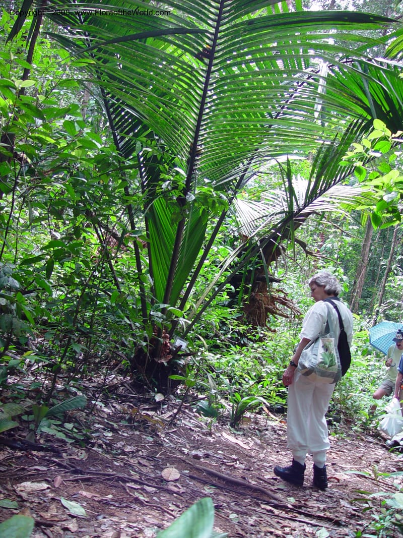 Attalea sp., not coll.--Fr. Guiana. Treson Res. Nat. 12 Mch 02. 002.jpg