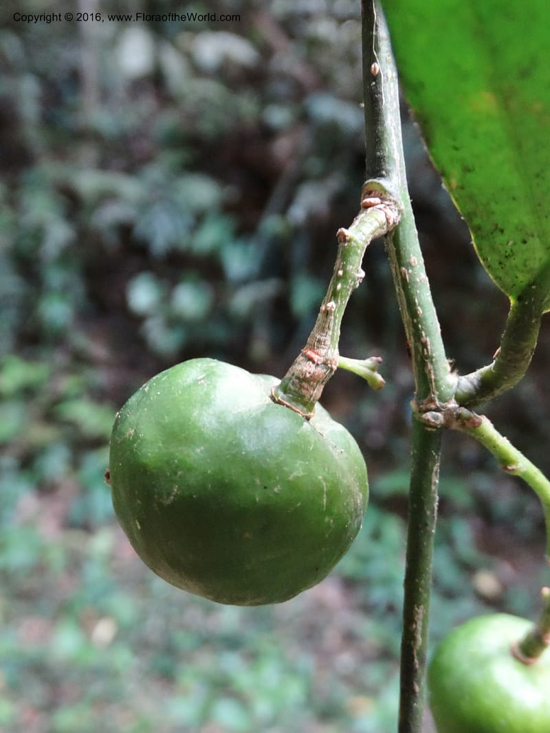 Xanthophyllum, Davidson, C 12912--Sabah. Sub-stesen Sayap. 26 Mar 2015. DSC00551 (95).JPG