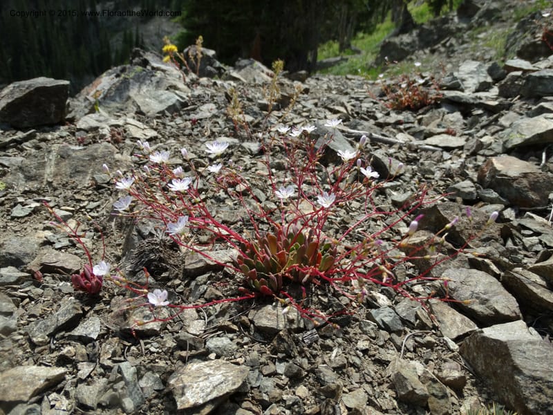 Lewisia columbiana var. wallowensis, Davidson, C 12591--ID. Idaho Co. Seven Devils Camp Ground. 15 Jul 2014. DSC00113 (126).JPG