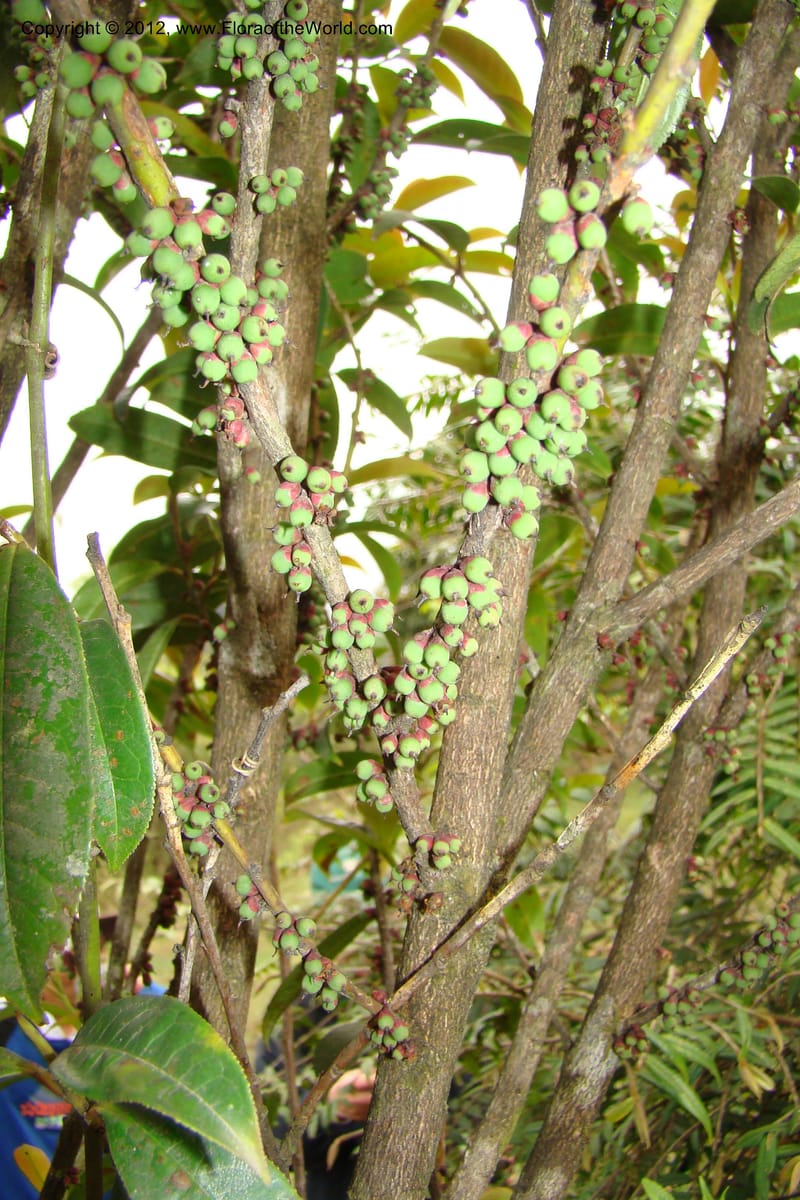 Eurya, Regalado 1625--Viet Nam. Lao Cai Prov. Sa Pa Distr. 2 km NW Thac Bac. 5 Apr 09 026.jpg