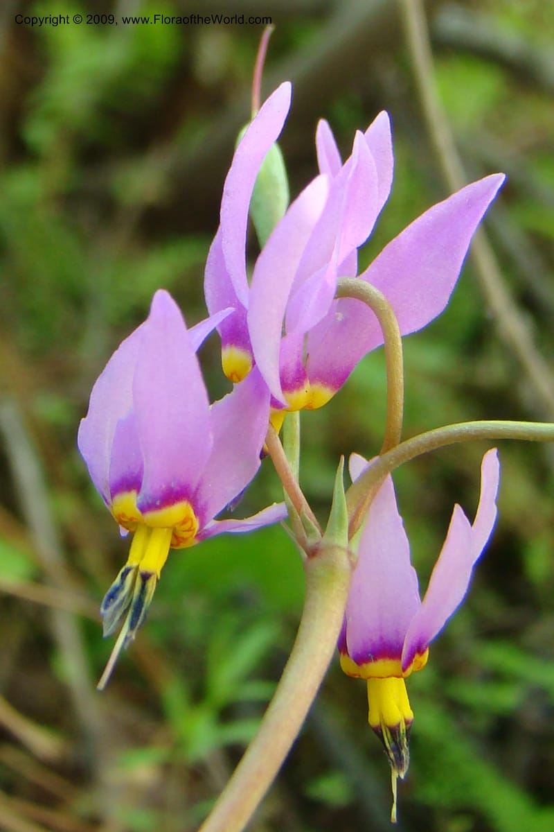 Dodecatheon pulchellum, C. Davidson 11351--ID. Idaho Co. Salmon River Rd. 17 May 09. 224.jpg