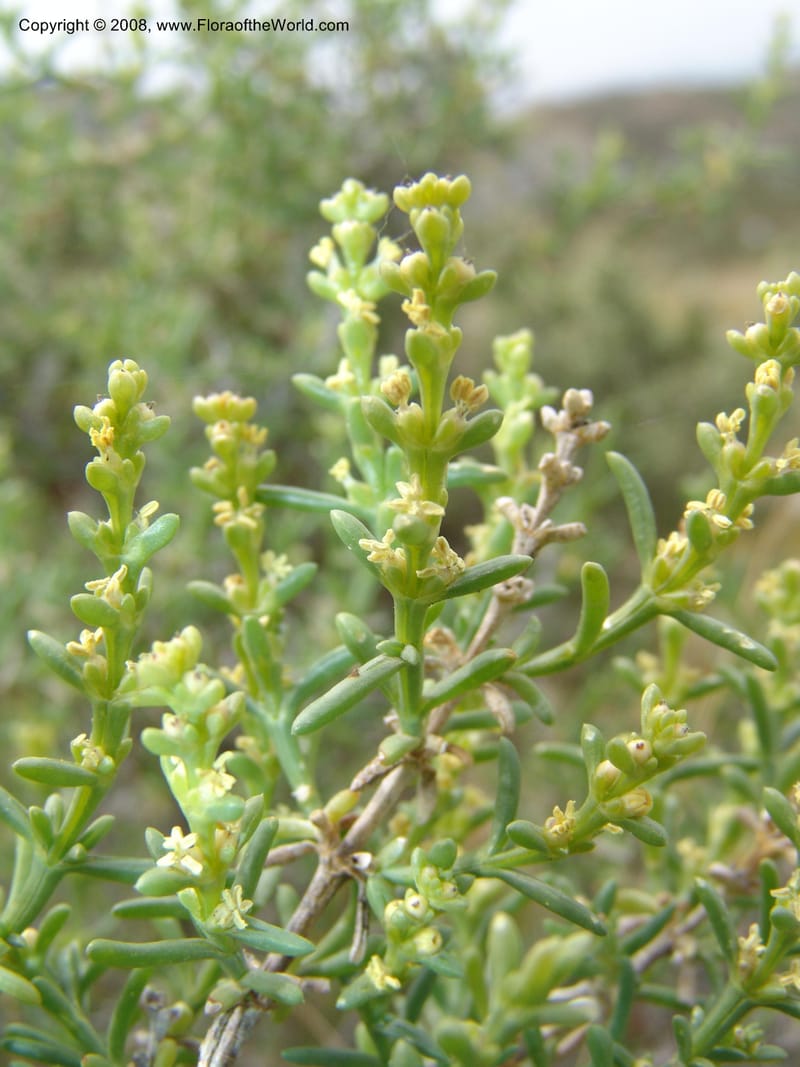 Salsola longifolia--Spain. Prov. Almeria. Tabernas, ca. Mini-hollywood. 22 Apr 05. 135.jpg