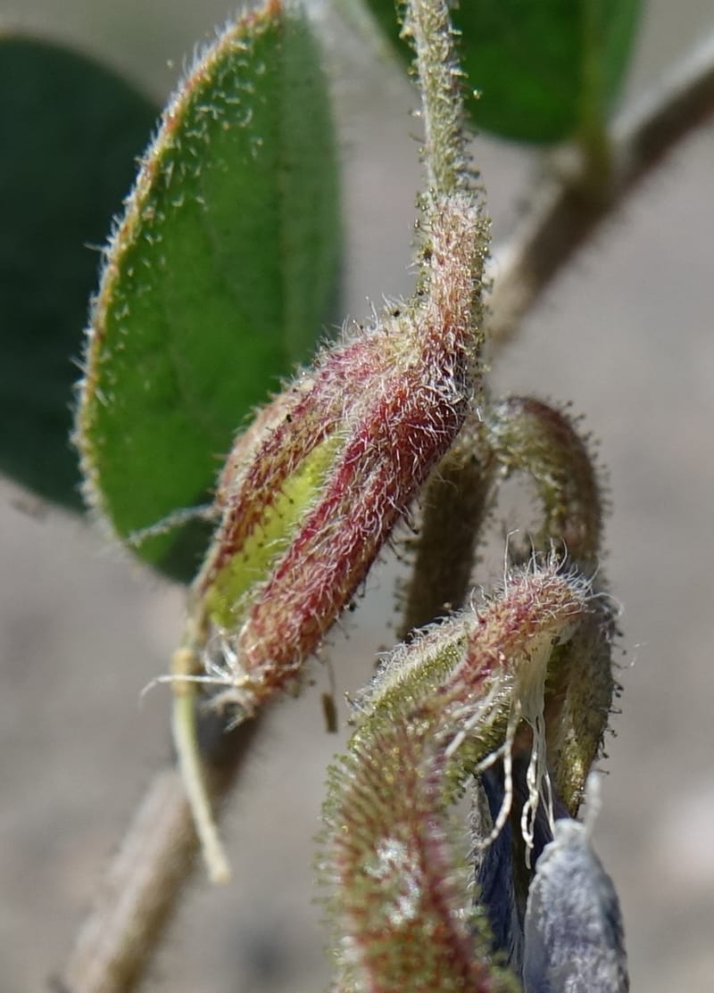 Poissonia heterantha, Fortunato 13088--Argentina. Hwy 150 W of Jachal. 5 Feb 2018. DSC08346 (40).JPG