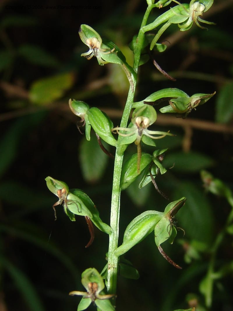 Habenaria malacophylla--So.Africa. Mpumal. Moodie Mts.  18 Mch 05. 448.jpg